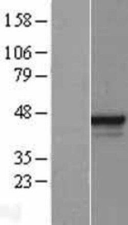 Novus Biologicals&trade;&nbsp;ELF3/ESE-1 Overexpression Lysate