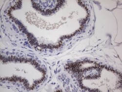 ER alpha/NR3A1 Antibody (OTI2D3), Novus Biologicals 0.1 mL | Buy Online | R&D Systems | Fisher Scientific