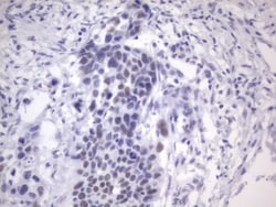 ER alpha/NR3A1 Antibody (OTI2D3), Novus Biologicals 0.1 mL | Buy Online | R&D Systems | Fisher Scientific