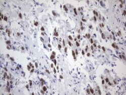 ER alpha/NR3A1 Antibody (OTI2D3), Novus Biologicals 0.1 mL | Buy Online | R&D Systems | Fisher Scientific