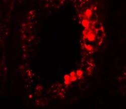 ESX1 Antibody - BSA Free, Novus Biologicals 0.1mg; Unlabeled:Antibodies,