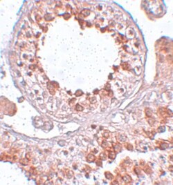 ESX1 Antibody - BSA Free, Novus Biologicals 0.1mg; Unlabeled:Antibodies,