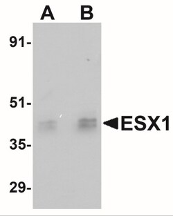 ESX1 Antibody - BSA Free, Novus Biologicals 0.1mg; Unlabeled:Antibodies,