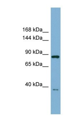 ESYT3 Antibody, Novus Biologicals 20&mu;L; Unlabeled:Antibodies, Polyclonal