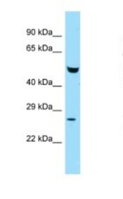 ETEA Antibody, Novus Biologicals:Antibodies:Primary Antibodies