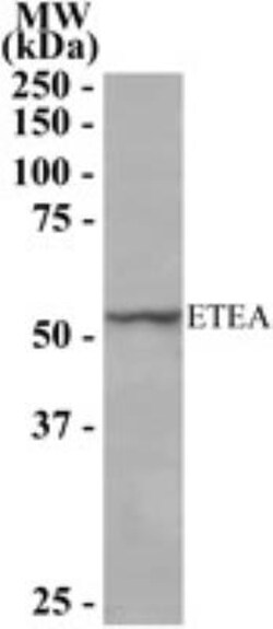 ETEA Antibody, Novus Biologicals 0.1mg; Unlabeled:Antibodies, Polyclonal