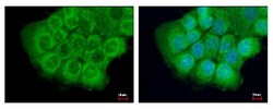 ETHE1 Antibody, Novus Biologicals 0.1mL; Unlabeled:Antibodies, Polyclonal