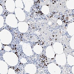 ETV7 Antibody, Novus Biologicals:Antibodies:Primary Antibodies