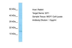 Eukaryotic translation initiation factor 1 Antibody, Novus Biologicals