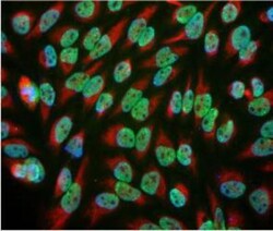 EWSR1 Antibody (5H7), Novus Biologicals 0.1mL; Unlabeled:Antibodies, Monoclonal