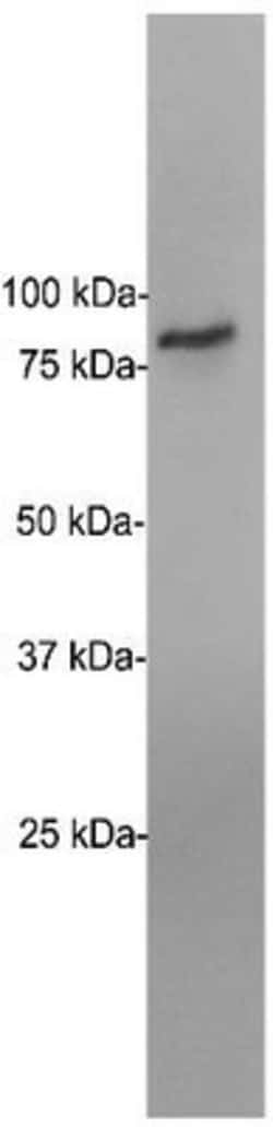 EWSR1 Antibody (5H7), Novus Biologicals 0.1mL; Unlabeled:Antibodies, Monoclonal