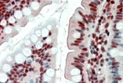 EWSR1 Antibody, Novus Biologicals 0.1 mg | Buy Online | Novus Biologicals | Fisher Scientific