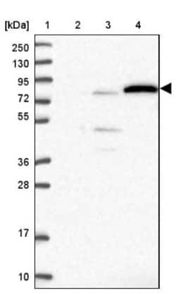 EXOC3L4 Antibody, Novus Biologicals:Antibodies:Primary Antibodies