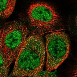 EXOC3L4 Antibody, Novus Biologicals:Antibodies:Primary Antibodies