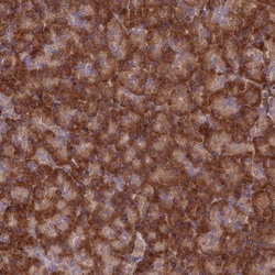 EXOC3L4 Antibody, Novus Biologicals:Antibodies:Primary Antibodies