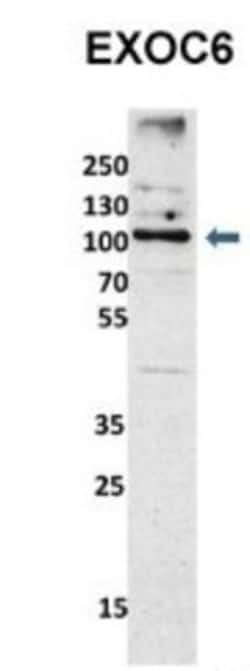 EXOC6 Antibody, Novus Biologicals 20&mu;L; Unlabeled:Antibodies, Polyclonal