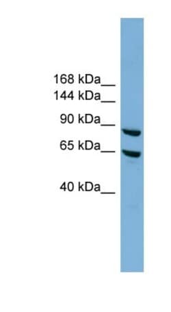 EXOC6 Antibody, Novus Biologicals 20&mu;L; Unlabeled:Antibodies, Polyclonal