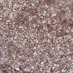EXOC6 Antibody, Novus Biologicals 0.1mL; Unlabeled:Anticuerpos