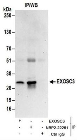 EXOSC3 Antibody, Novus Biologicals&trade;