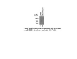 Exosome component 10 Antibody, Novus Biologicals 0.1mL; Unlabeled:Antibodies,