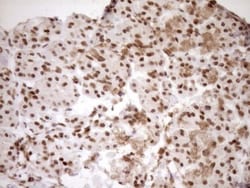 Exosome component 1 Antibody (OTI1H9), Novus Biologicals 0.1mL; Unlabeled:Antibodies,