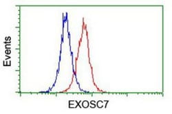Exosome component 7 Antibody (OTI1G8), Novus Biologicals 0.1mL; Unlabeled:Antibodies,