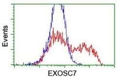 Exosome component 7 Antibody (OTI1G8), Novus Biologicals 0.1mL; Unlabeled:Antibodies,