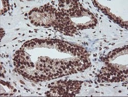 Exosome component 7 Antibody (OTI1G8), Novus Biologicals 0.1mL; Unlabeled:Antibodies,