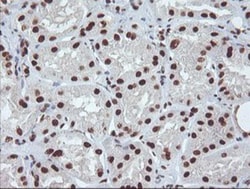 Exosome component 7 Antibody (OTI1G8), Novus Biologicals 0.1mL; Unlabeled:Antibodies,