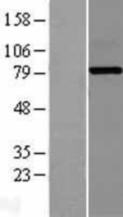 Novus Biologicals&trade;&nbsp;Ext2 Overexpression Lysate
