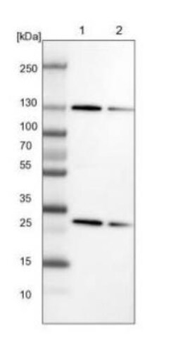 Exportin-5 Antibody, Novus Biologicals:Antibodies:Primary Antibodies