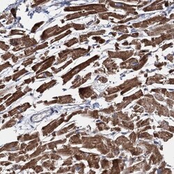 EYA4 Antibody, Novus Biologicals 25 &mu;L; Unlabeled:Antibodies, Polyclonal