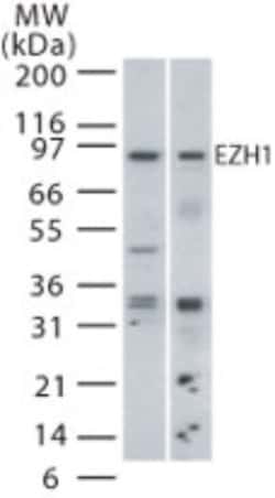 EZH1 Antibody, Novus Biologicals 0.025mg; Unlabeled:Antibodies, Polyclonal