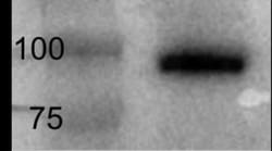 EZH1 Antibody, Novus Biologicals 0.025mg; Unlabeled:Antibodies, Polyclonal