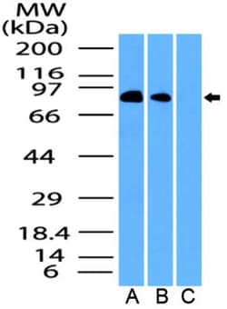 EZH1 Antibody, Novus Biologicals 0.025mg; Unlabeled:Antibodies, Polyclonal