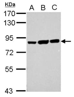 Ezrin Antibody, Novus Biologicals 0.1mL; Unlabeled:Antibodies, Polyclonal