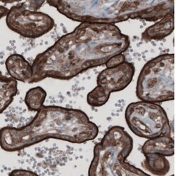 Ezrin Antibody (CL2360), Novus Biologicals 0.1mL; Unlabeled:Antibodies,