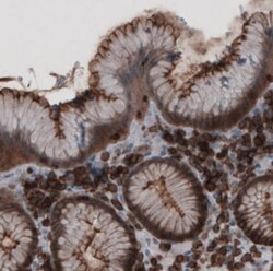Ezrin Antibody (CL2360), Novus Biologicals 0.1mL; Unlabeled:Antibodies,
