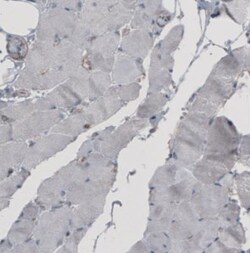 Ezrin Antibody (CL2360), Novus Biologicals 0.1mL; Unlabeled:Antibodies,