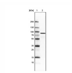 Ezrin Antibody (CL2360), Novus Biologicals 0.1mL; Unlabeled:Antibodies,