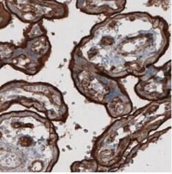 Ezrin Antibody (CL2378), Novus Biologicals:Antibodies:Primary Antibodies