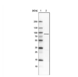 Ezrin Antibody (CL2378), Novus Biologicals:Antibodies:Primary Antibodies