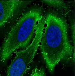 Ezrin Antibody (CL2384), Novus Biologicals:Antibodies:Primary Antibodies