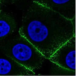 Ezrin Antibody (CL2384), Novus Biologicals:Antibodies:Primary Antibodies
