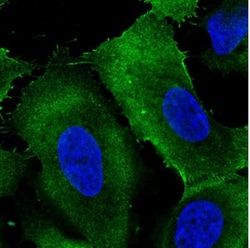 Ezrin Antibody (CL2384), Novus Biologicals:Antibodies:Primary Antibodies