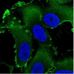 Ezrin Antibody (CL2384), Novus Biologicals:Antibodies:Primary Antibodies