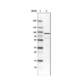 Ezrin Antibody (CL2384), Novus Biologicals:Antibodies:Primary Antibodies