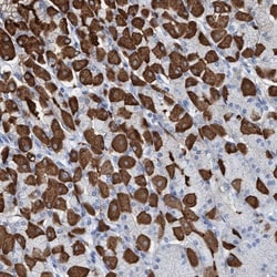 PGM1 Antibody, Novus Biologicals:Antibodies:Primary Antibodies