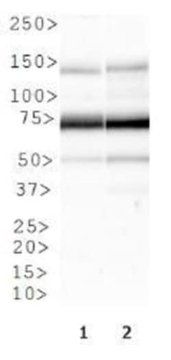 Factor XII Antibody, Novus Biologicals 0.025mL; Unlabeled:Antibodies, Polyclonal