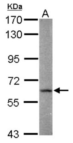 FAAH Antibody, Novus Biologicals 0.1mL; Unlabeled:Antibodies, Polyclonal
